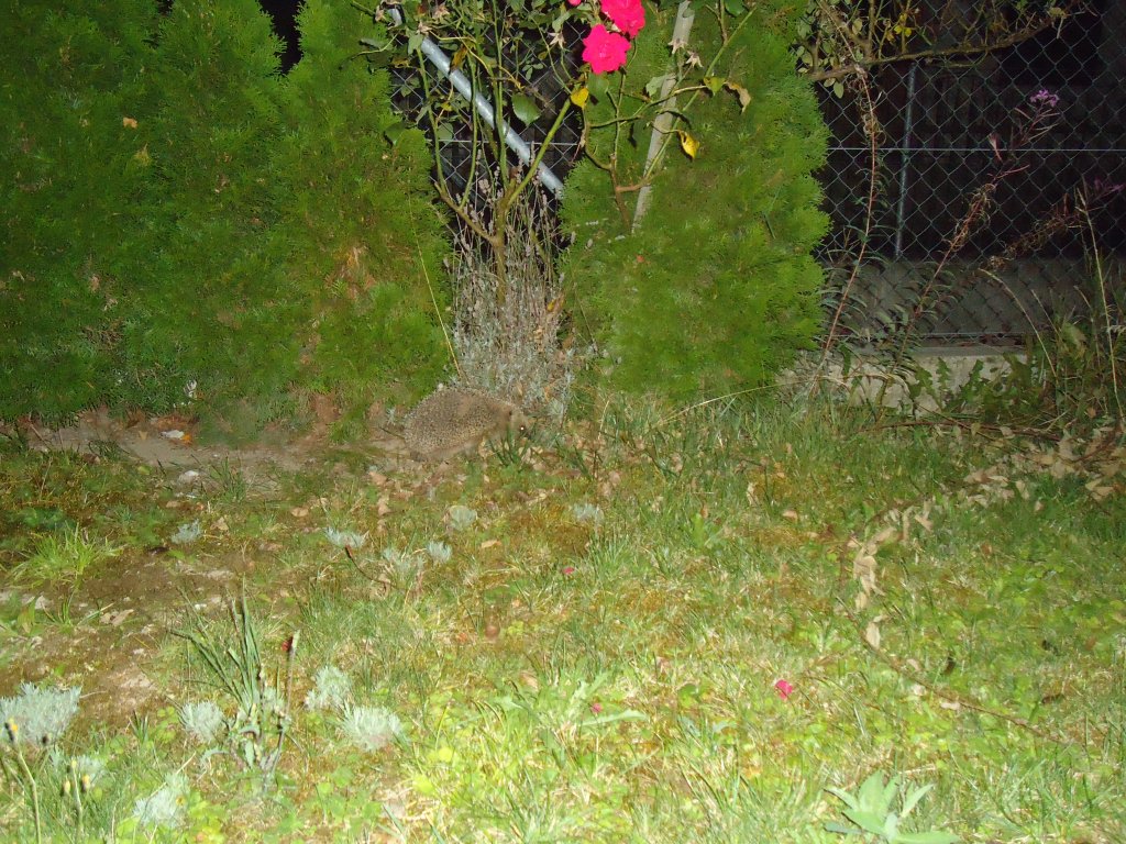 (135'451) - Ein Igel auf Besuch am 13. August 2011