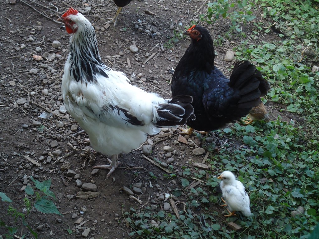(135'532) - Zwei H�hner mit K�ken am 18. August 2011