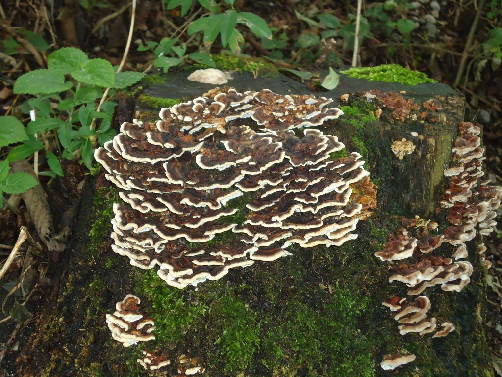 (135'971) - Alter Baumstrunk mit Pilzen am 18. September 2011 an der Aare in Steffisburg