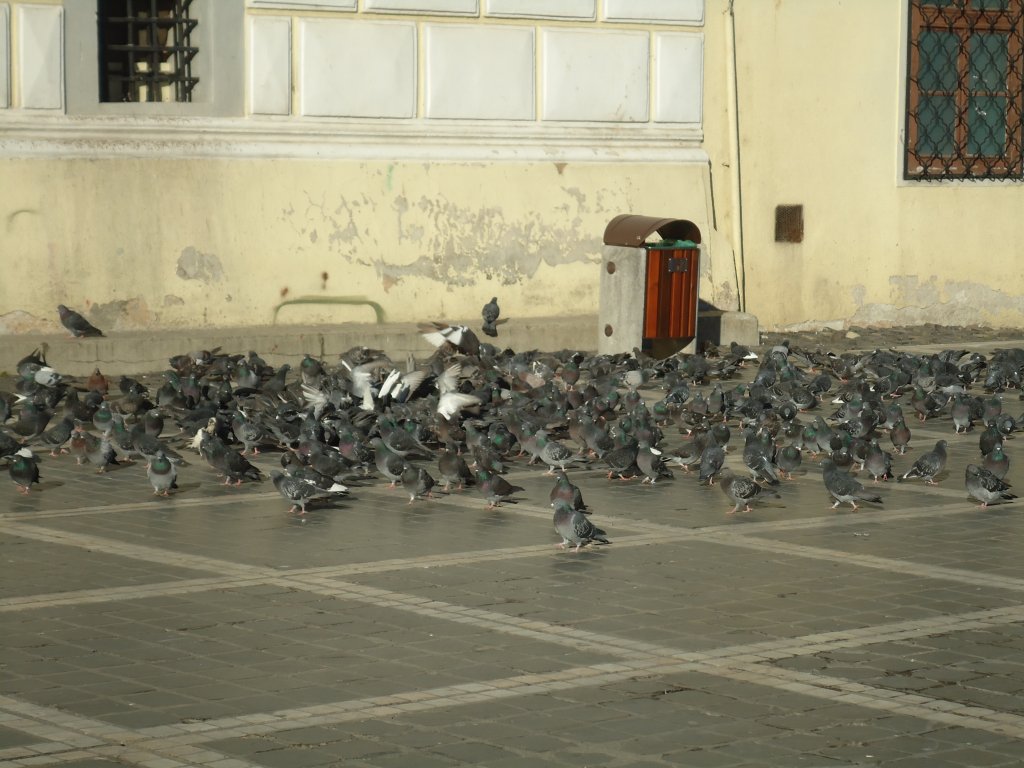 (136'319) - Taubenmeer in Brasov am 4. Oktober 2011