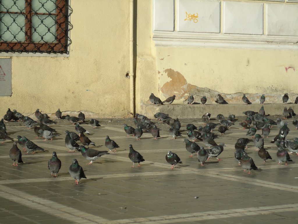 (136'320) - Taubenmeer in Brasov am 4. Oktober 2011