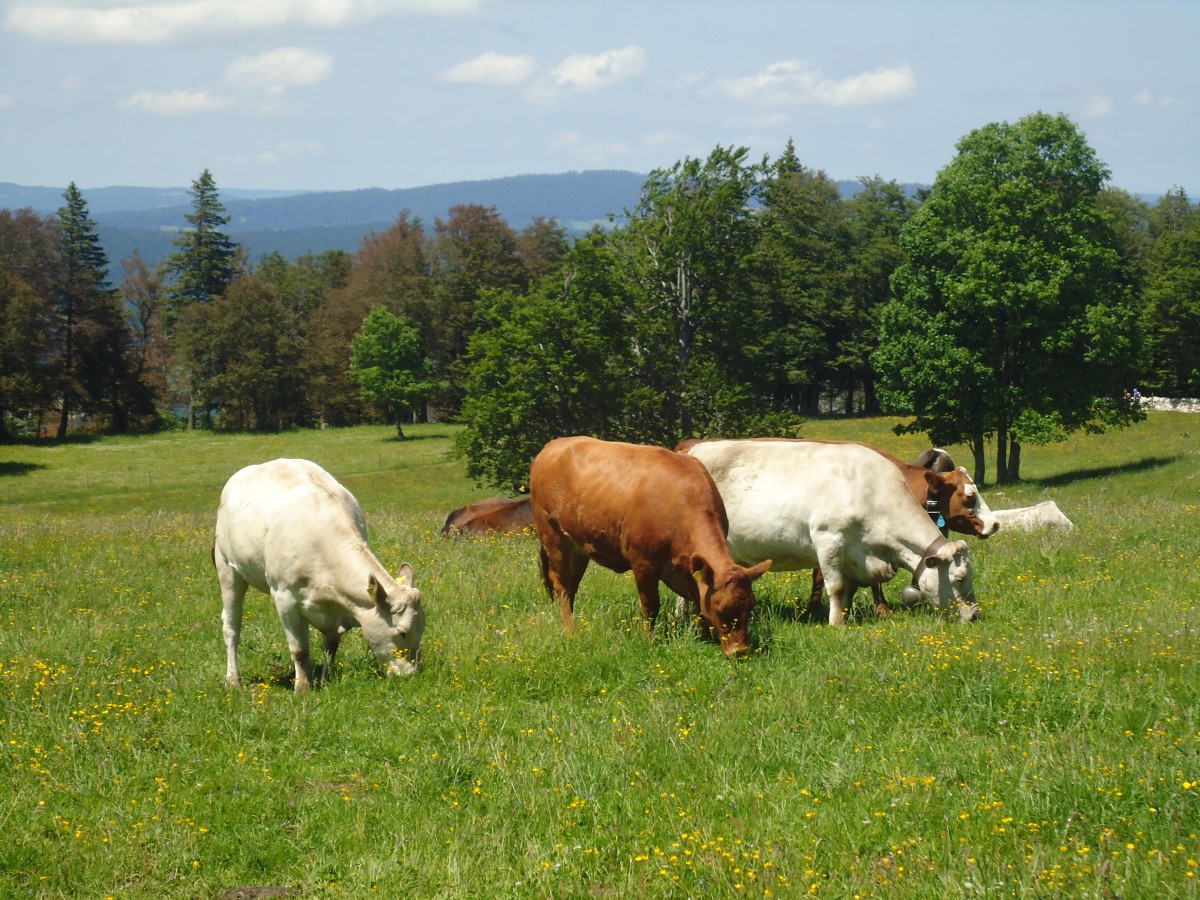 (139'844) - K�he auf der Weide beim Creux de Van am 17. Juni 2012