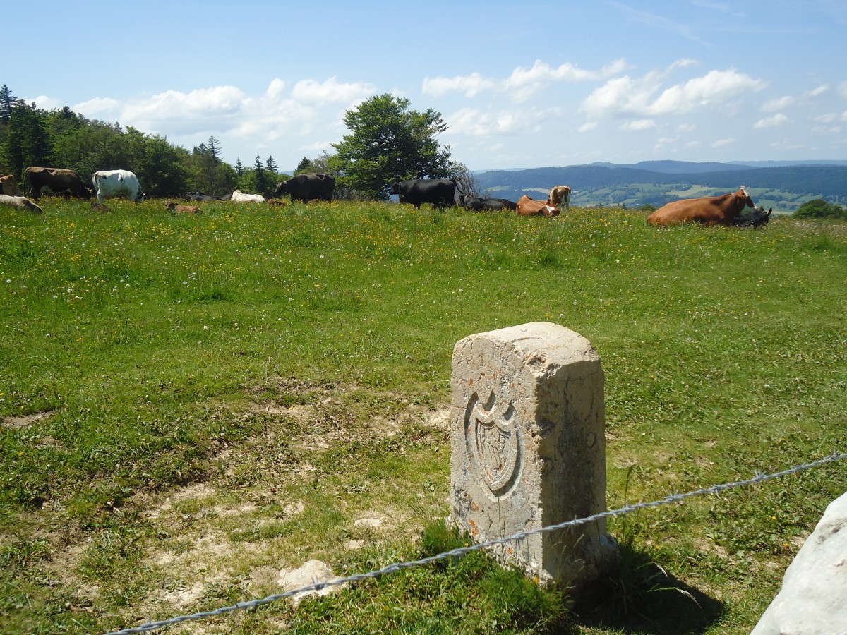 (139'860) - Grenzstein und K�he auf der Weide beim Creux du Van am 17. Juni 2012
