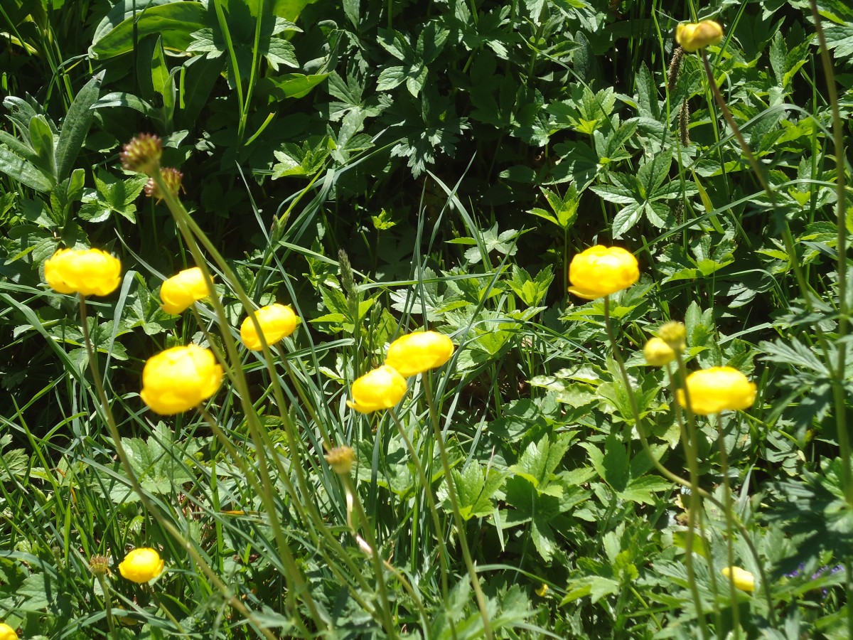 (139'868) -  Ankeb�lleni  beim Creux du Van am 17. Juni 2012