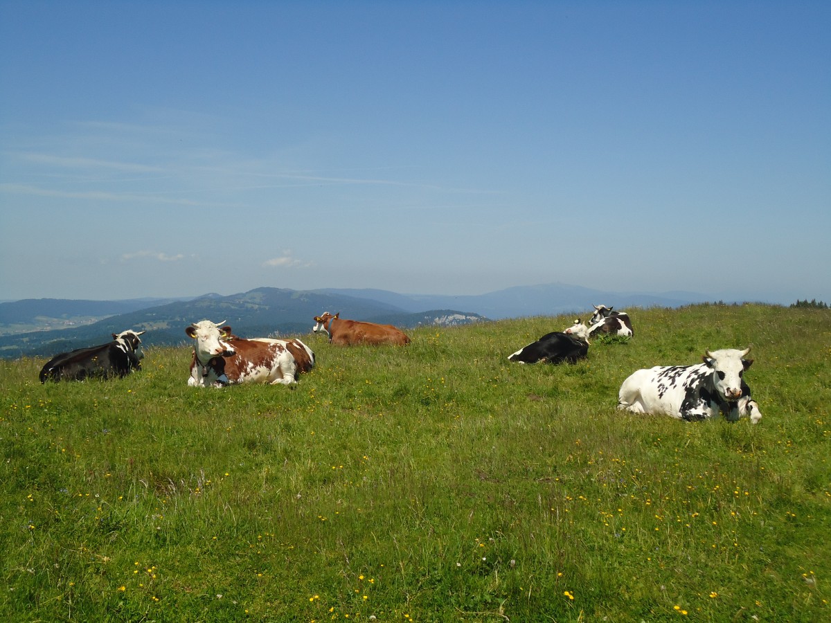 (139'872) - K�he auf der Weide beim Creux du Van am 17. Juni 2012