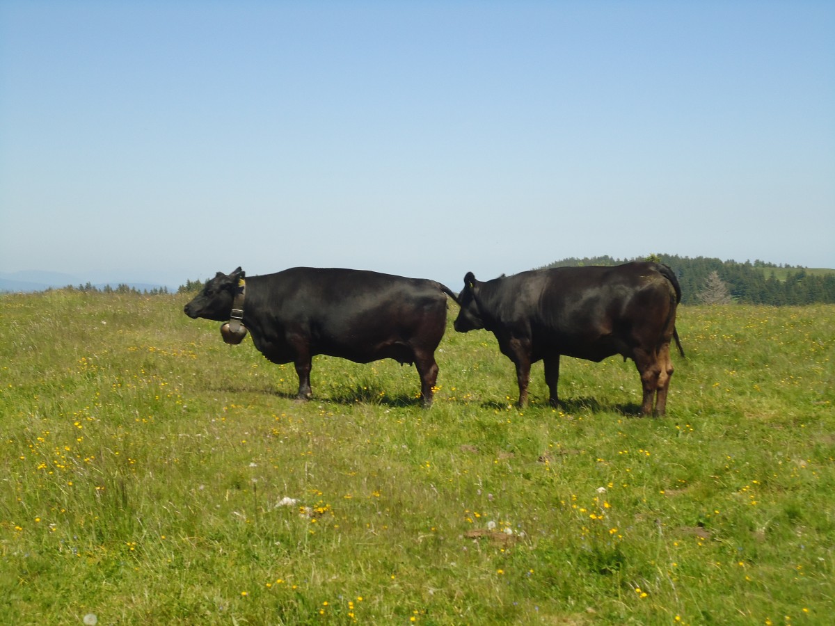(139'873) - K�he auf der Weide beim Creux du Van am 17. Juni 2012