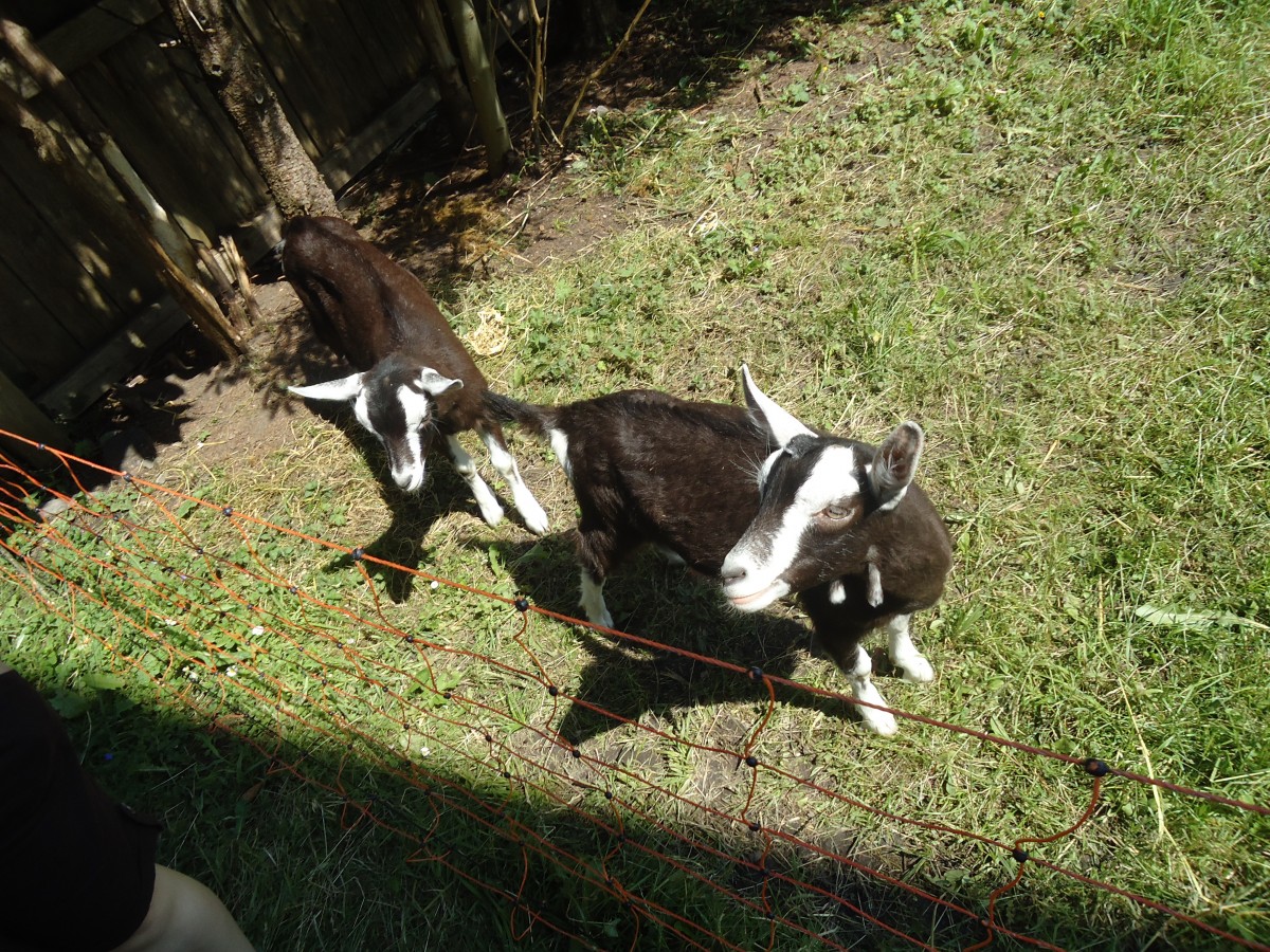 (139'947) - Zwei Zwergziegen am 23. Juni 2012 in Adelboden