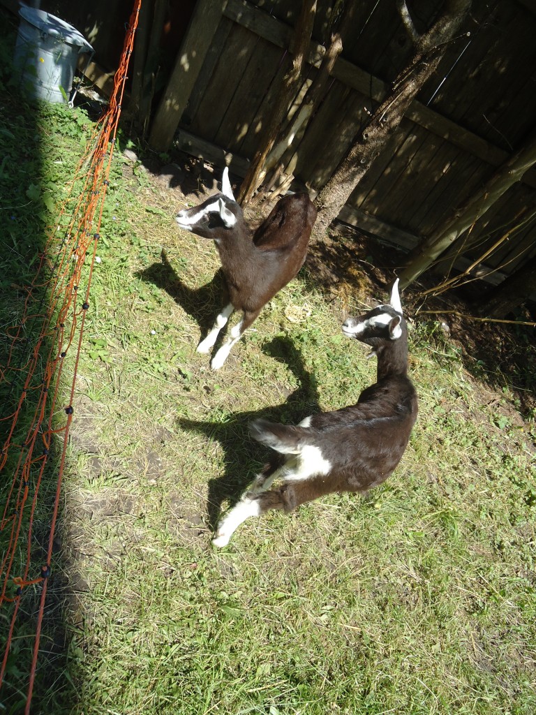 139'948) - Zwei Zwergziegen am 23. Juni 2012 in Adelboden