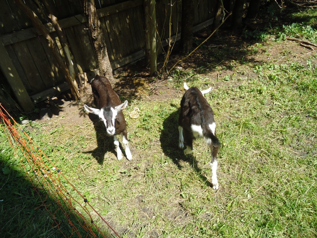 (139'949) - Zwei Zwergziegen am 23. Juni 2012 in Adelboden