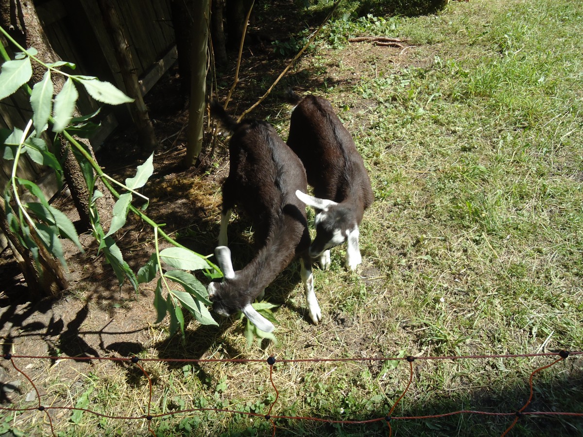 (139'959) - Zwei Zwergziegen am 23. Juni 2012 in Adelboden