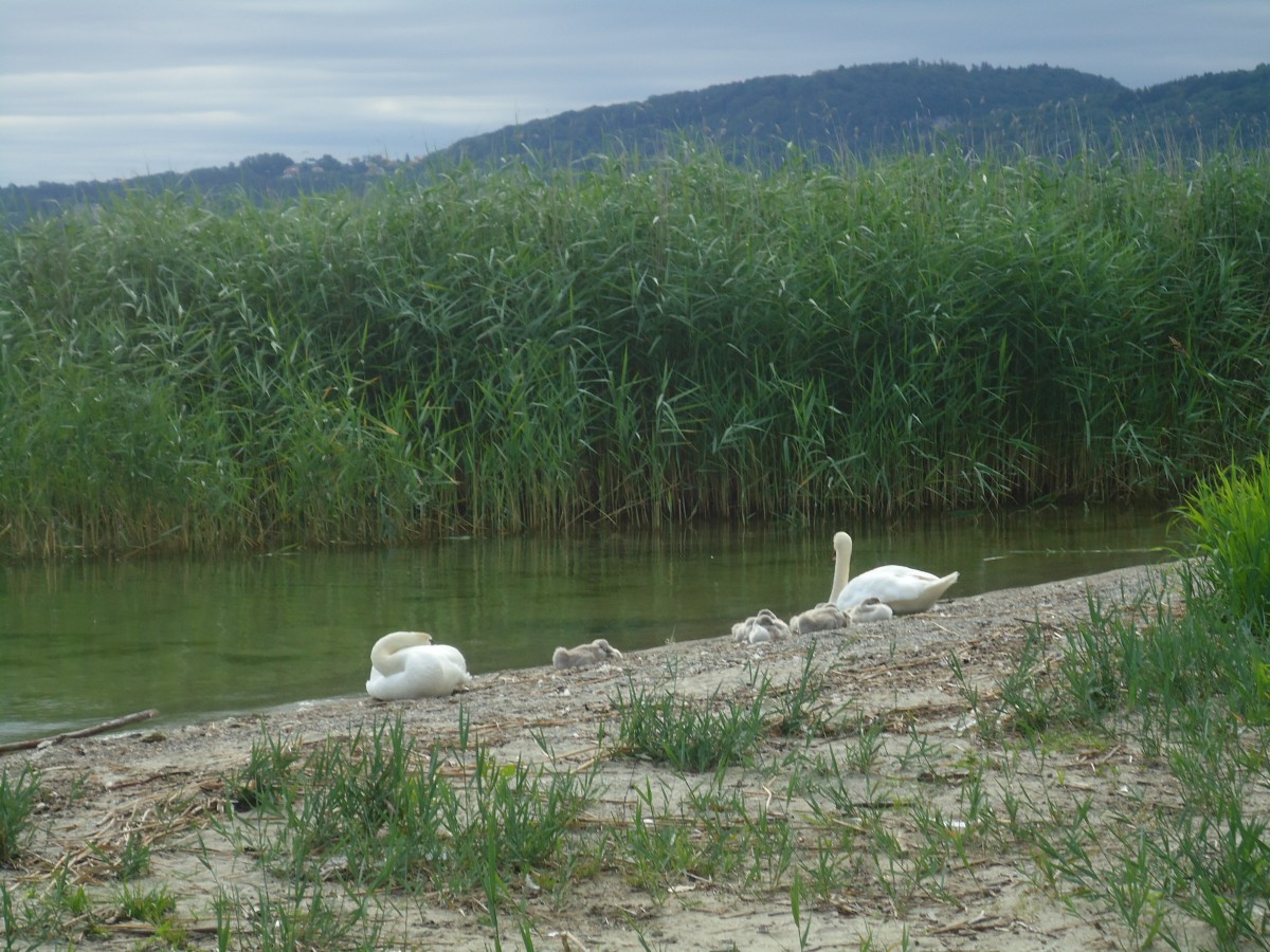 (140'701) - Schwanenfamilie am Strand bei Yvonand am 20. Juli 2012