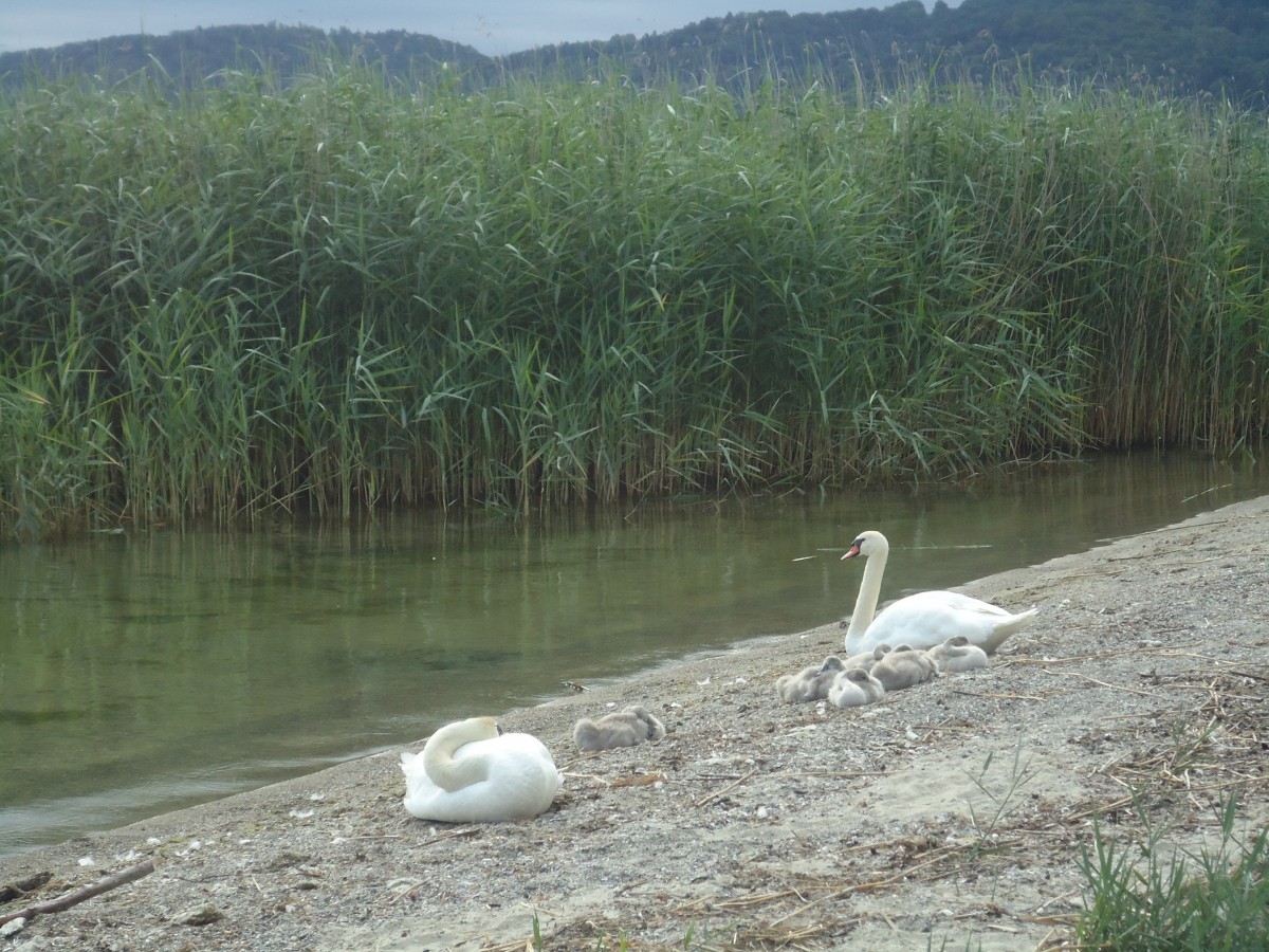 (140'702) - Schwanenfamilie am Strand bei Yvonand am 20. Juli 2012