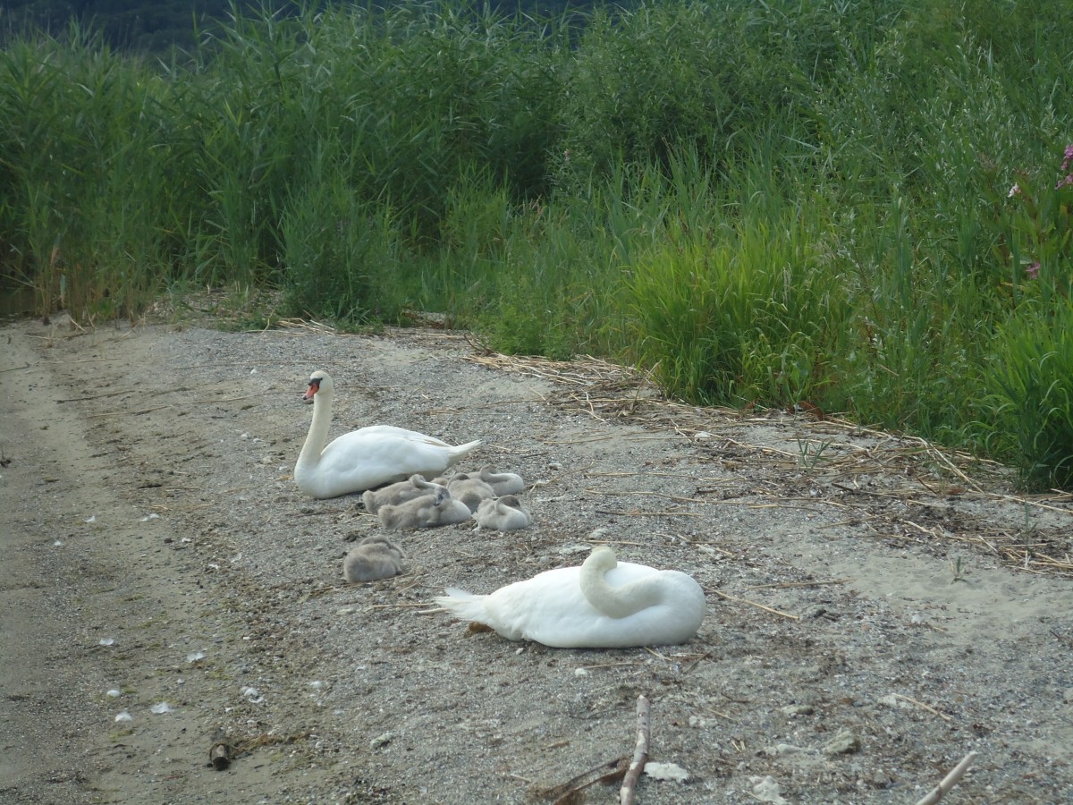 (140'703) - Schwanenfamilie am Strand bei Yvonand am 20. Juli 2012