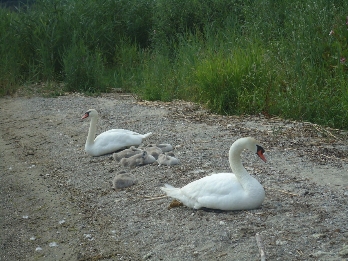 (140'704) - Schwanenfamilie am Strand bei Yvonand am 20. Juli 2012