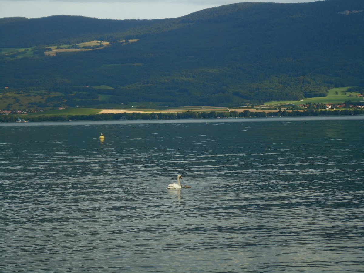 (140'707) - Schwan mit Jungen auf dem Neuenburgersee am 20. Juli 2012