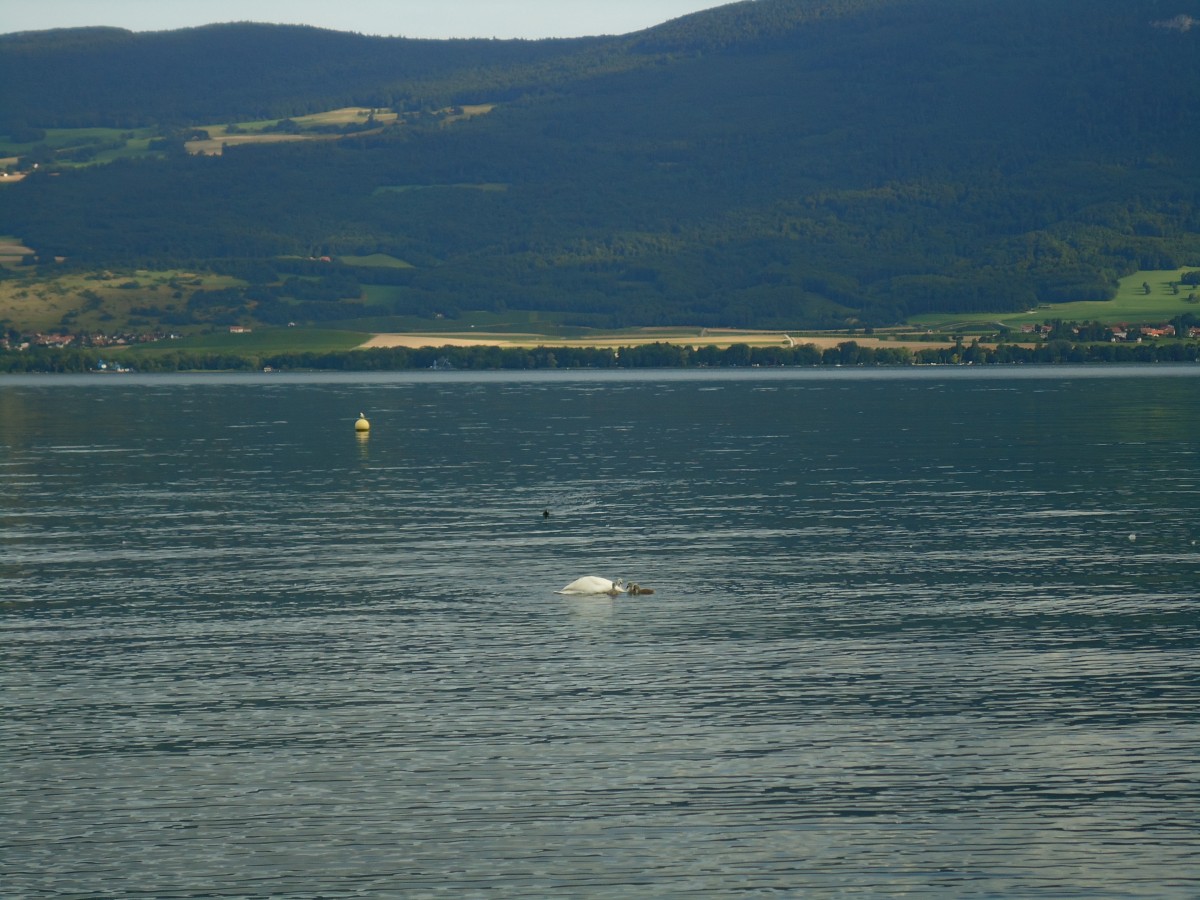 (140'708) - Schwan mit Jungen auf dem Neuenburgersee am 20. Juli 2012