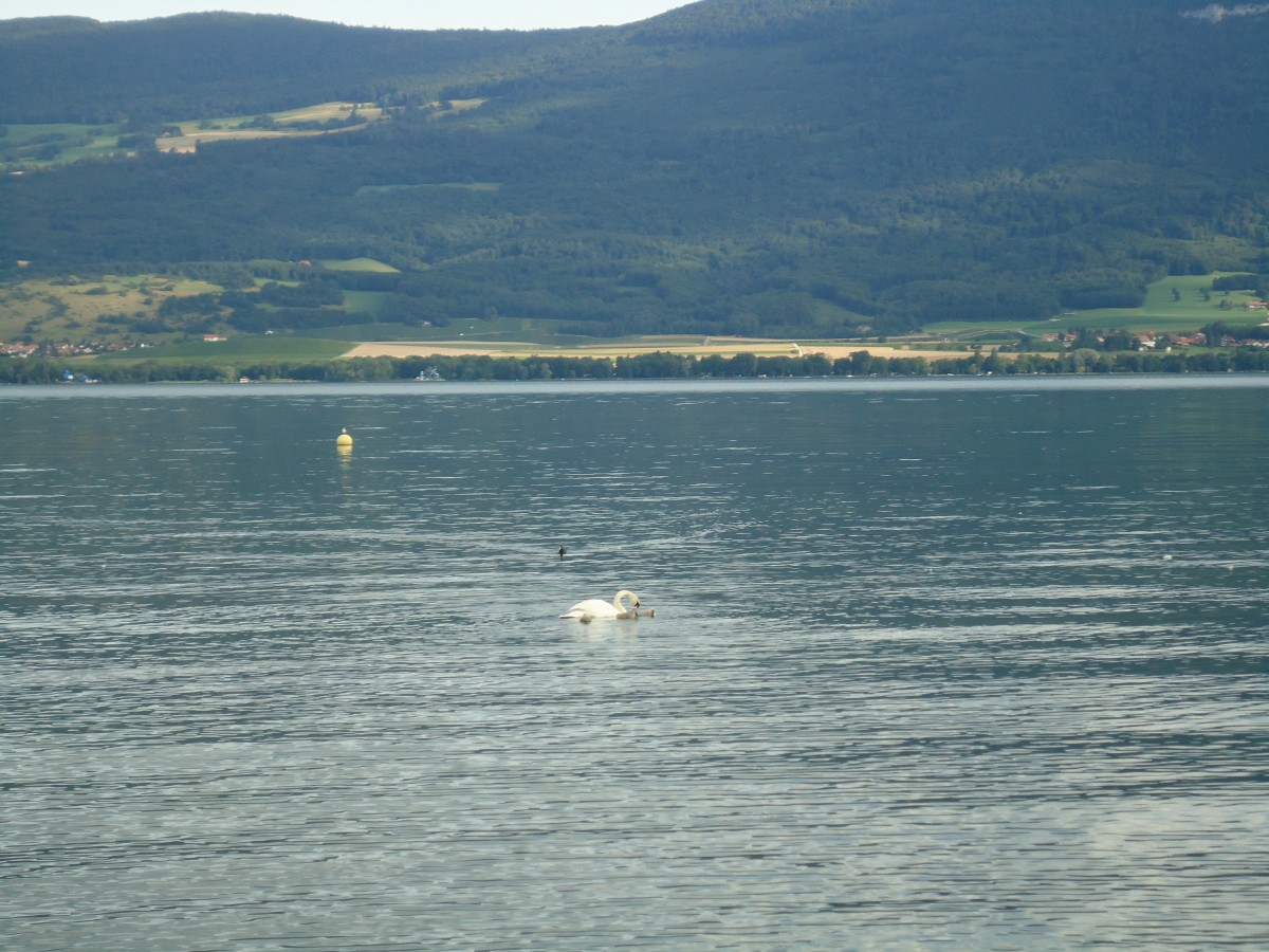 (140'709) - Schwan mit Jungen auf dem Neuenburgersee am 20. Juli 2012
