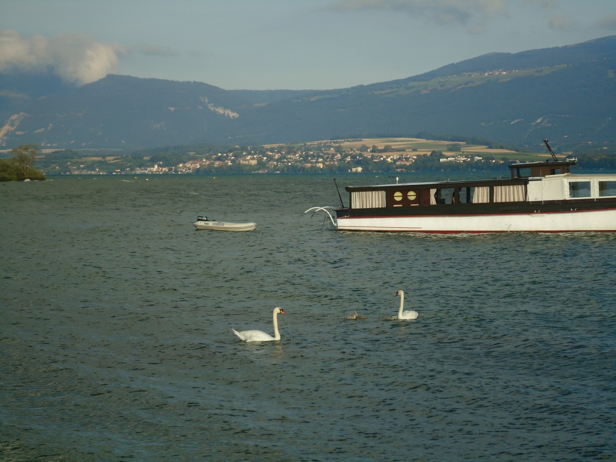 (140'756) - Schwanenfamilie auf dem Neuenburgersee am 22. Juli 2012