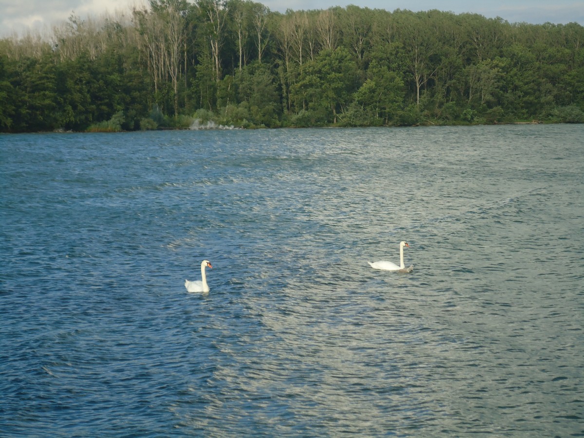 (140'757) - Schwanenfamilie auf dem Neuenburgersee am 22. Juli 2012