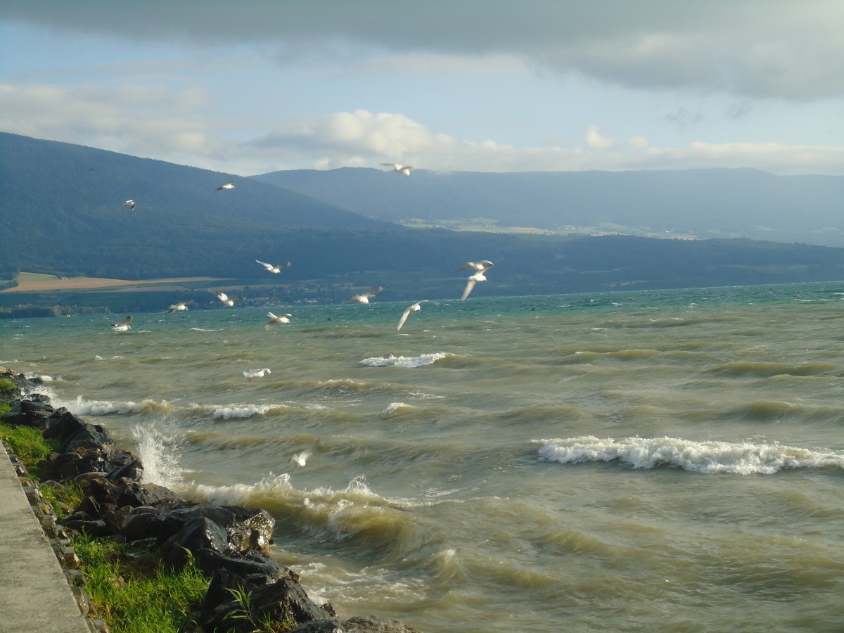 (140'761) - St�rmischer Neuenburgersee am 22. Juli 2012 mit M�wen