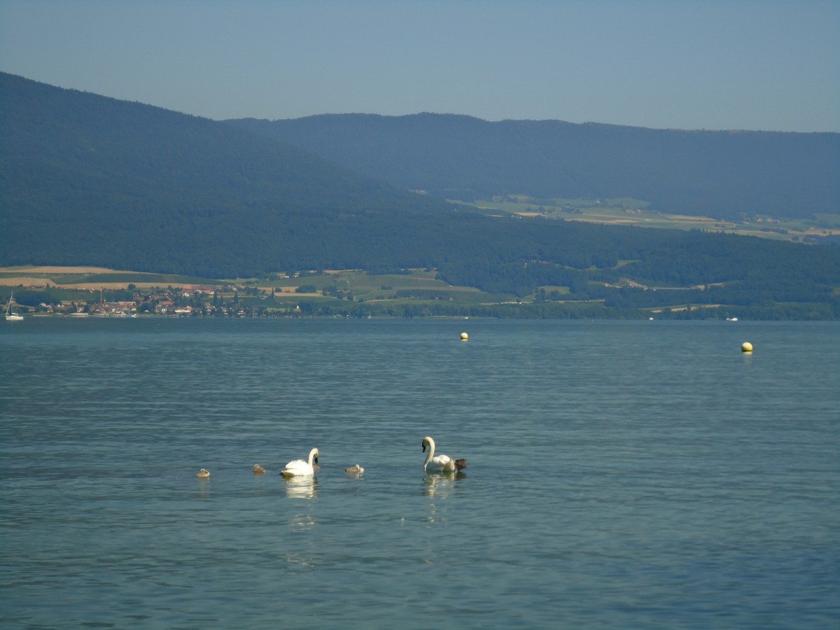 (140'820) - Schwanenfamilie auf dem Neuenburgersee am 24. Juli 2012