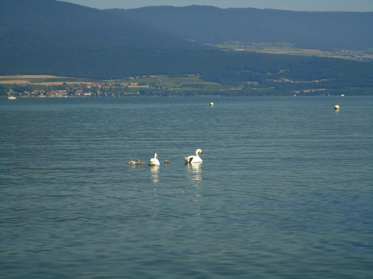 (140'821) - Schwanenfamilie auf dem Neuenburgersee am 24. Juli 2012