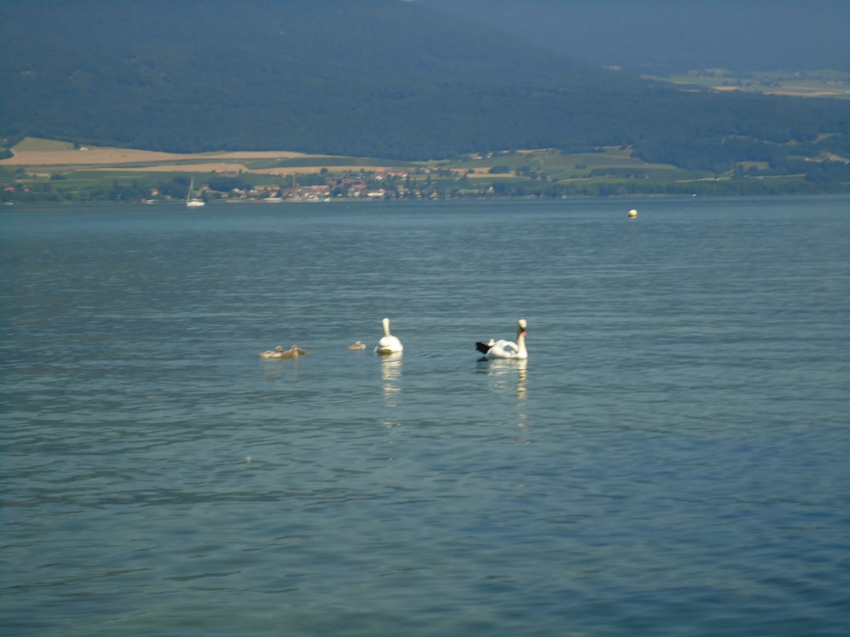 (140'822) - Schwanenfamilie auf dem Neuenburgersee am 24. Juli 2012