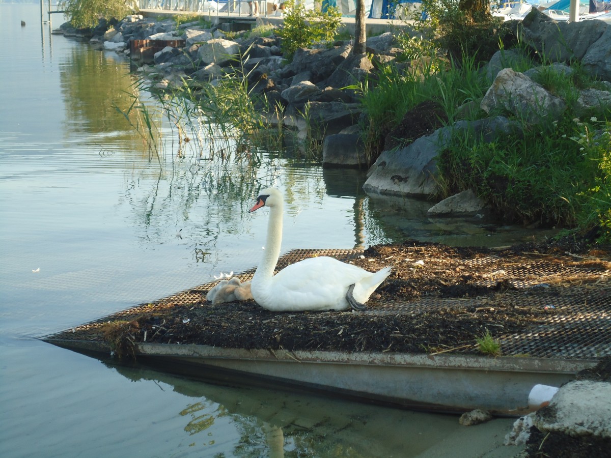 (140'846) - Schwan mit Jungen im Hafen von Yvonand am 25. Juli 2012