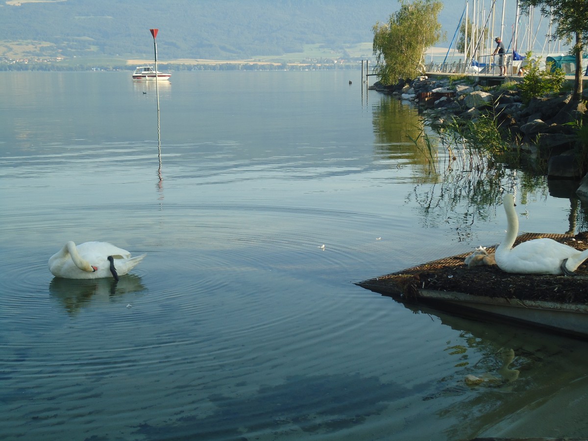 (140'848) - Schwanenfamilie im Hafen von Yvonand am 25. Juli 2012