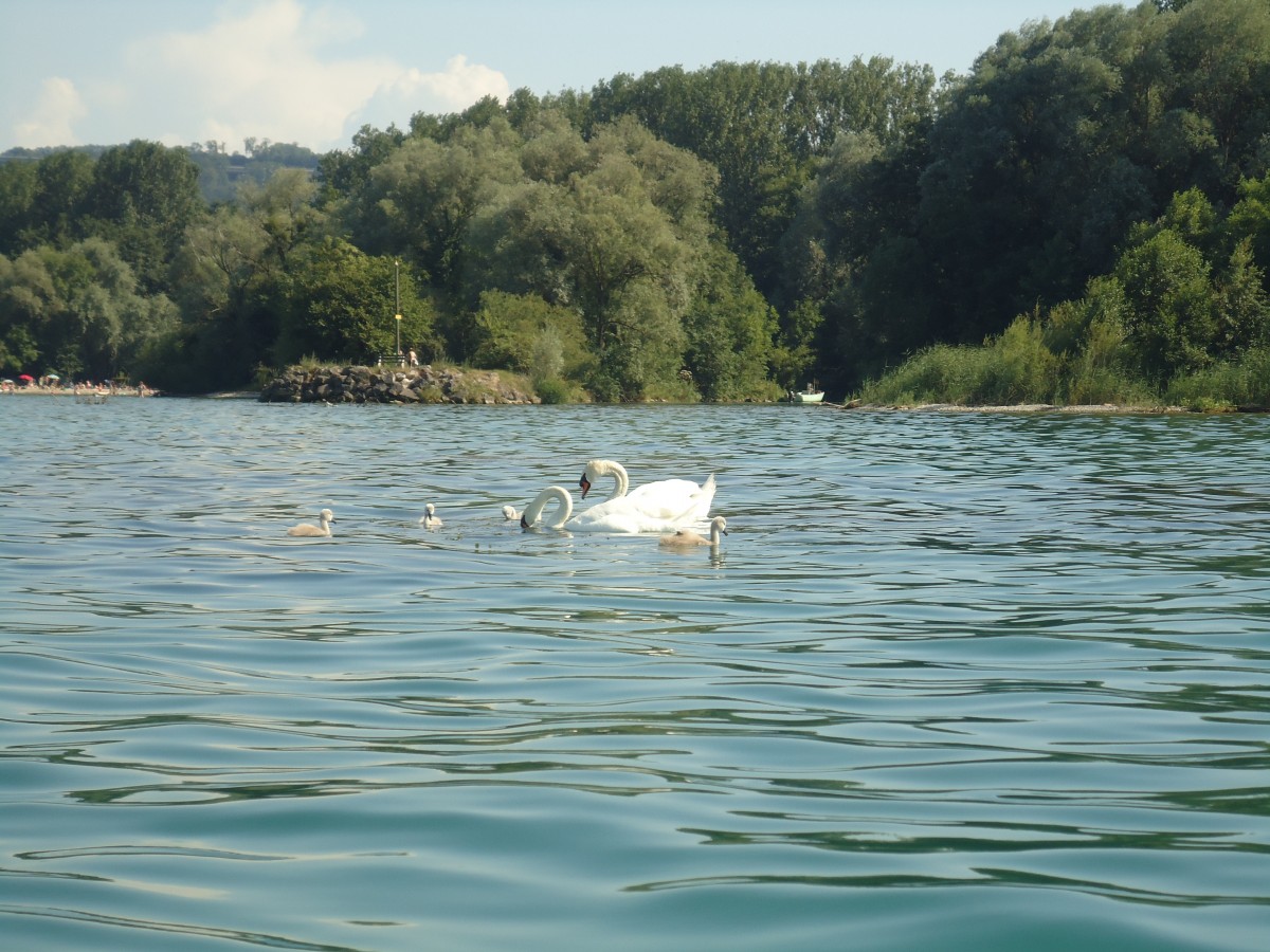 (140'897) - Schwanenfamilie auf dem Neuenburgersee am 25. Juli 2012