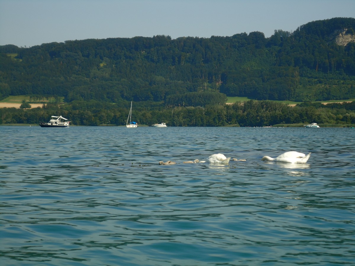 (140'898) - Schwanenfamilie auf dem Neuenburgersee am 25. Juli 2012