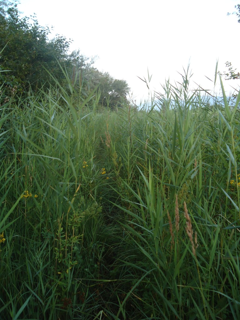 (140'915) - Schmaler Weg durch das Schilf am 27. Juli 2012 zwischen Yvonand und Yverdon