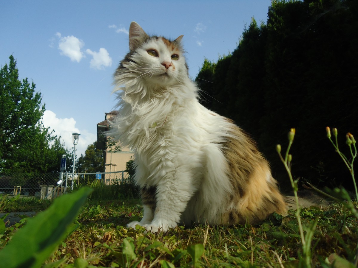 (140'966) - Katze Fortuna am 27. Juli 2012