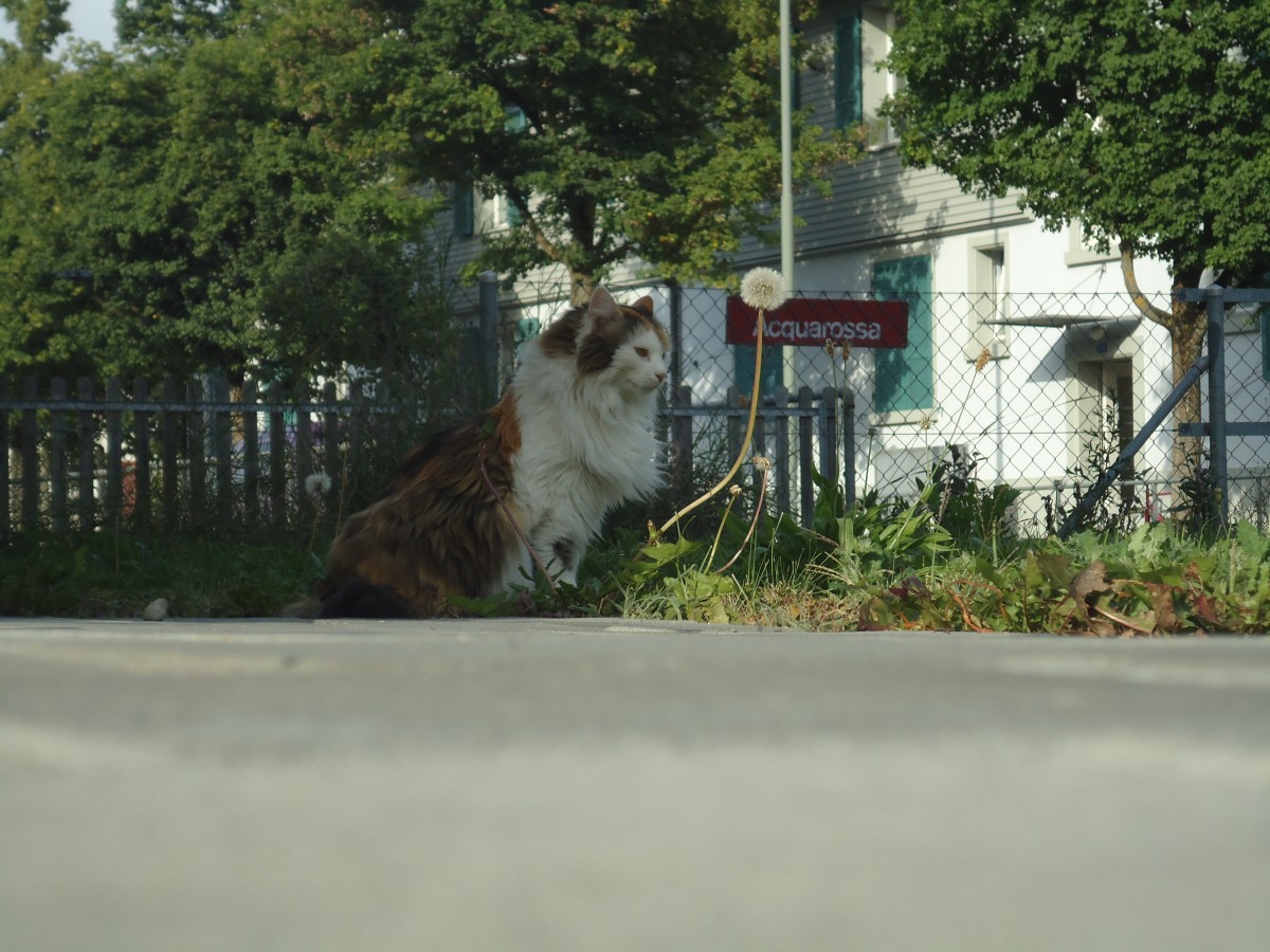 (140'968) - Katze Fortuna am 27. Juli 2012