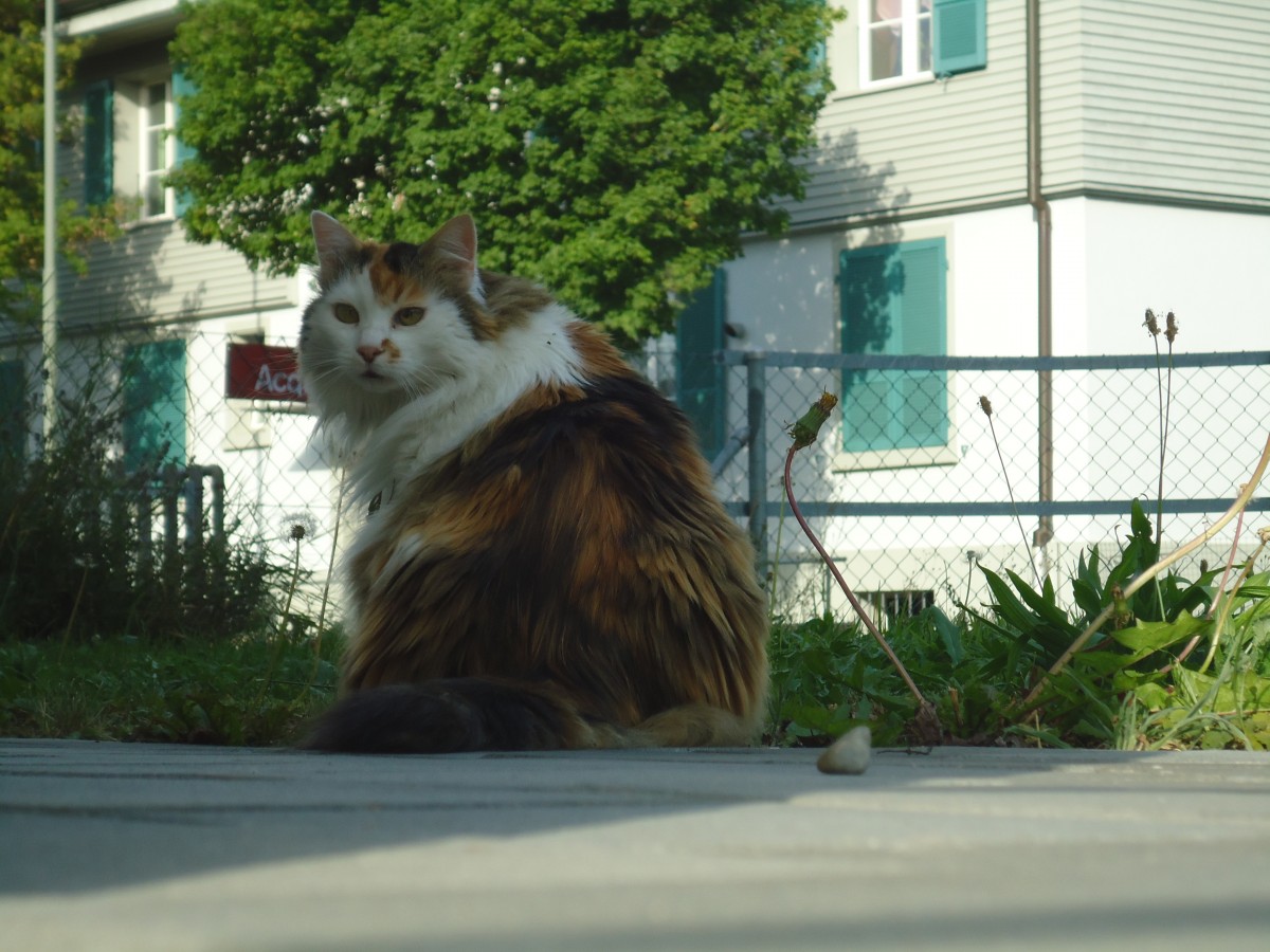 (140'969) - Katze Fortuna am 27. Juli 2012