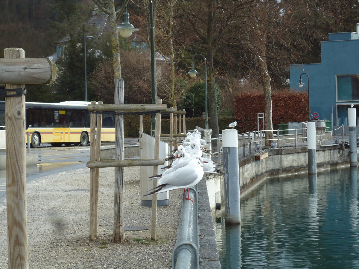 (142'527) - M�wen bei der Schiffl�ndte in Thun am 16. Dezember 2012