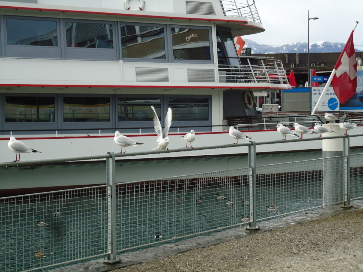 (142'530) - M�wen bei der Schiffl�ndte in Thun am 16. Dezember 2012