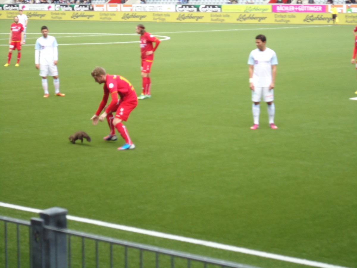 (143'474) - Ein Marder beim Spiel Thun - Z�rich in der Arena Thun am 10. M�rz 2013