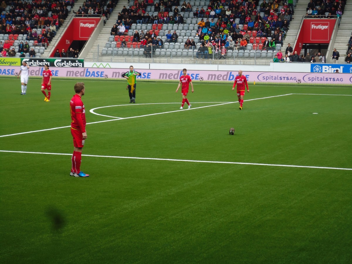 (143'873) - Ein Marder beim Spiel Thun - Z�rich in der Arena Thun am 10. M�rz 2013