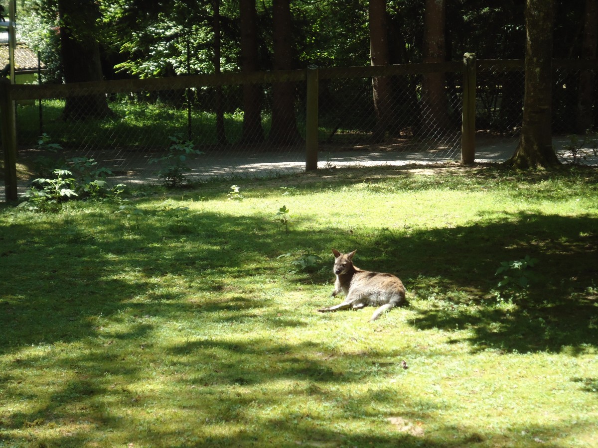 (145'745) - K�nguruh im ZOO von Servion am 16. Juli 2013