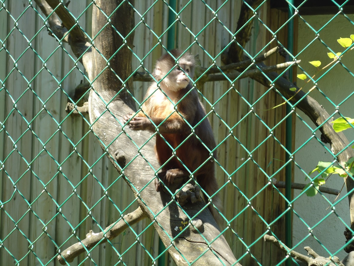 (145'748) - Affe im ZOO von Servion am 16. Juli 2013