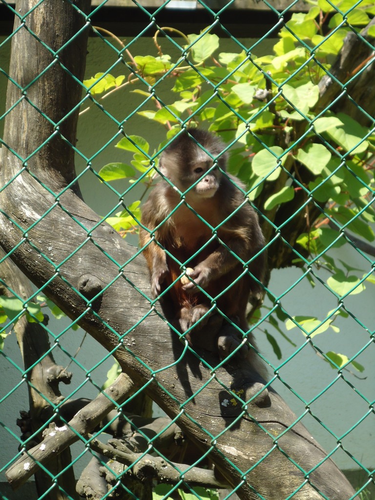 (145'749) - Affe im ZOO von Servion am 16. Juli 2013