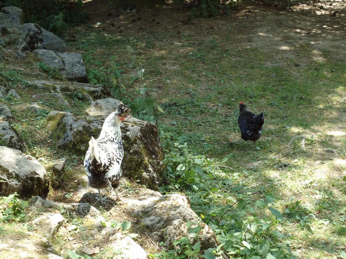 (145'752) - H�hner im ZOO von Servion am 16. Juli 2013