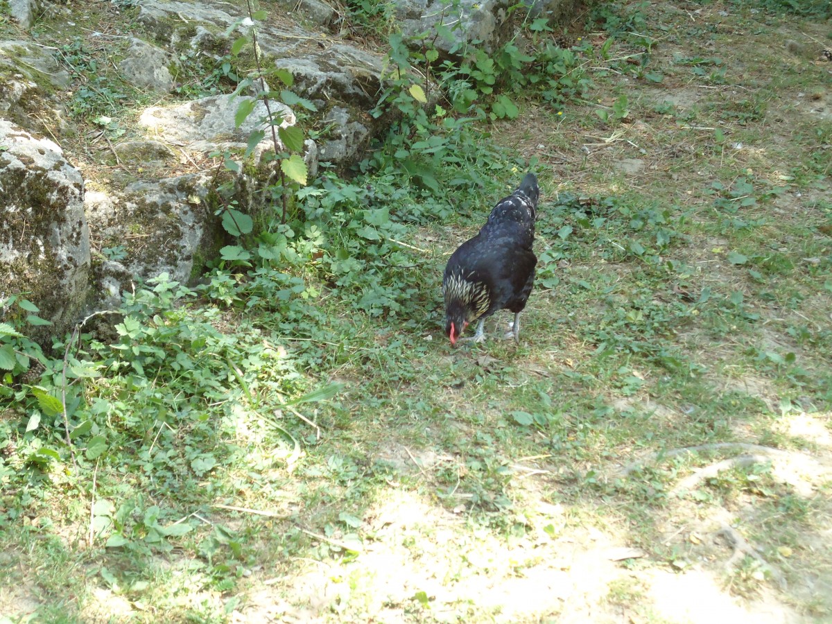 (145'753) - Huhn im ZOO von Servion am 16. Juli 2013
