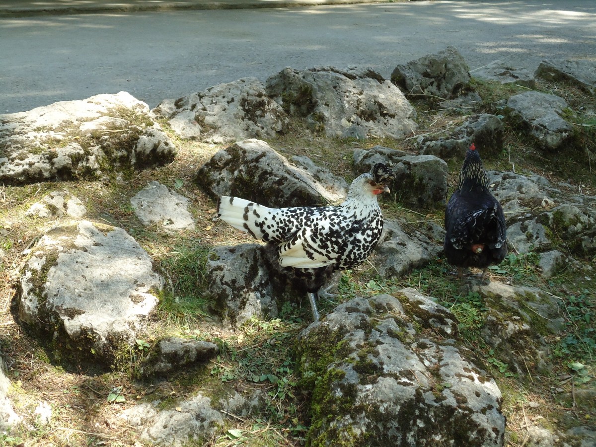 (145'754) - H�hner im ZOO von Servion am 16. Juli 2013