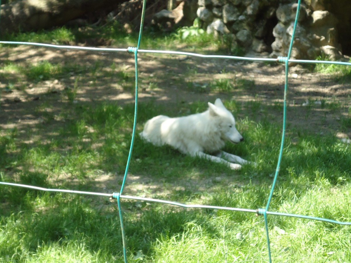 (145'757) - Polarwolf im ZOO von Servion am 16. Juli 2013