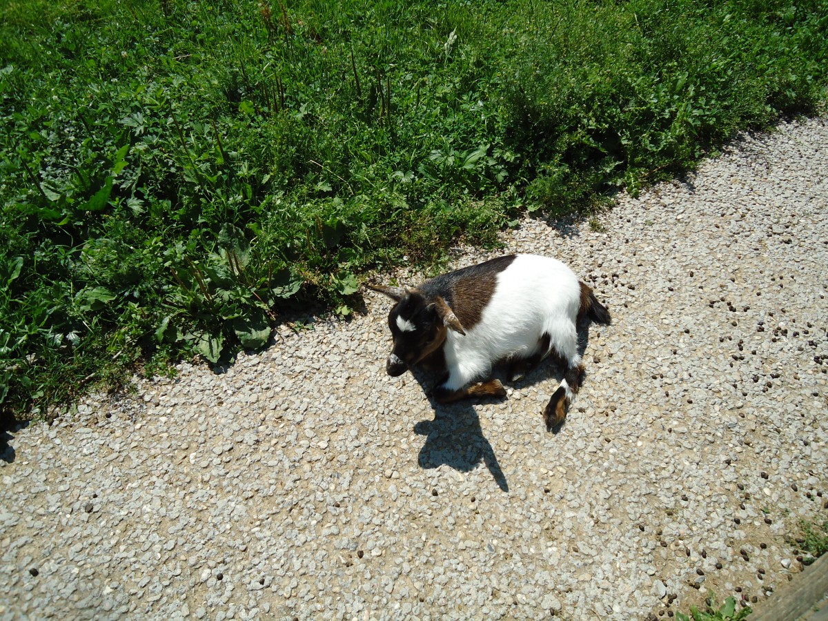 (145'759) - Zwergziege im ZOO von Servion am 16. Juli 2013