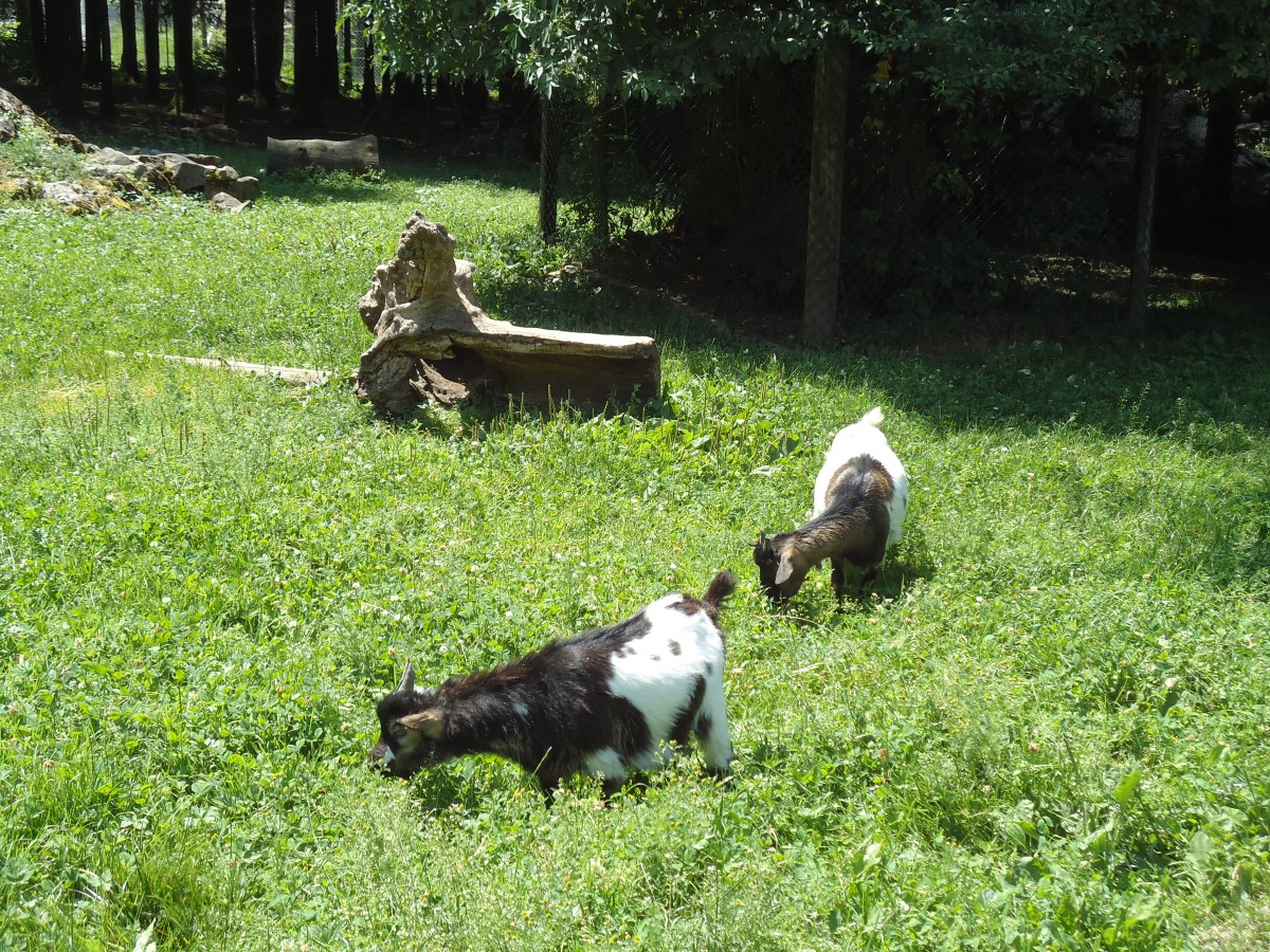 (145'760) - Zwergziegen im ZOO von Servion am 16. Juli 2013