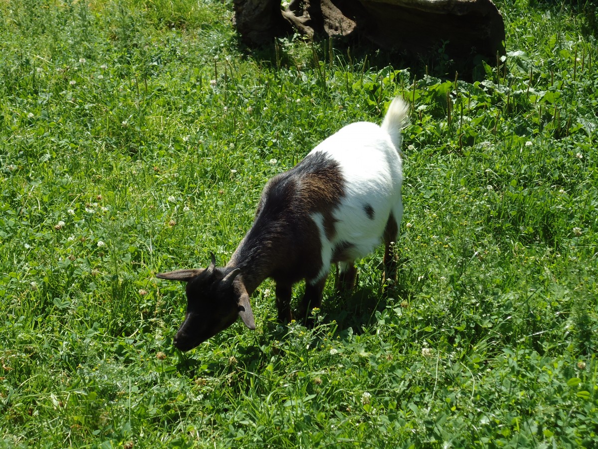 (145'761) - Zwergziege im ZOO von Servion am 16. Juli 2013