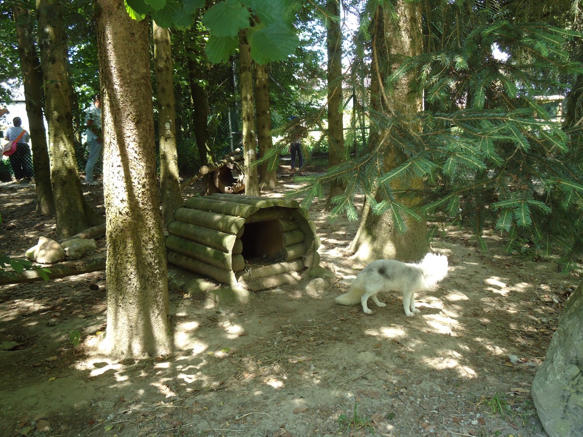 (145'767) - Polarfuchs im ZOO von Servion am 16. Juli 2013